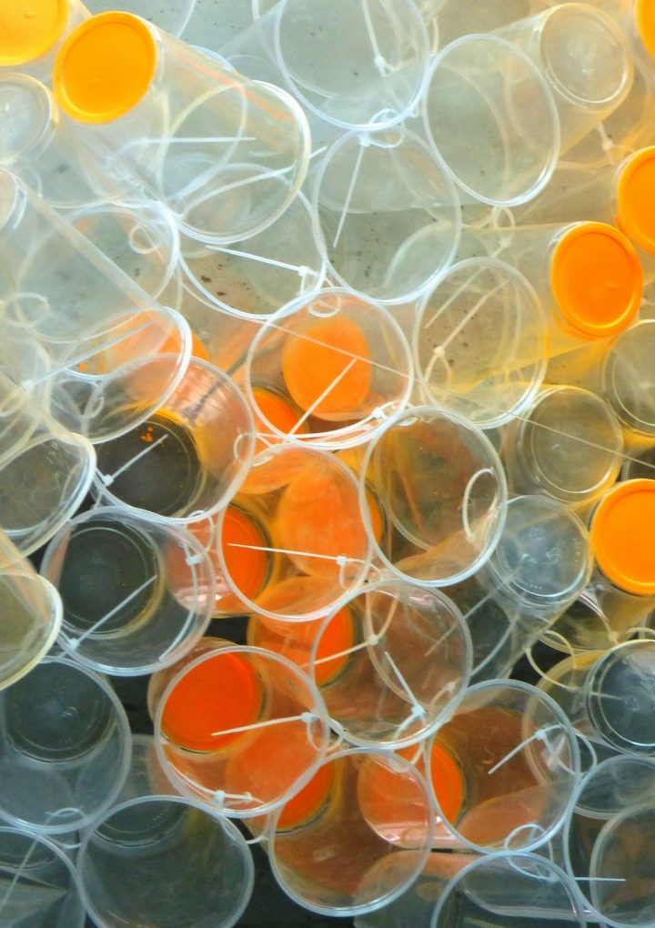 Mikroplastik. Nowe zagrożenie?