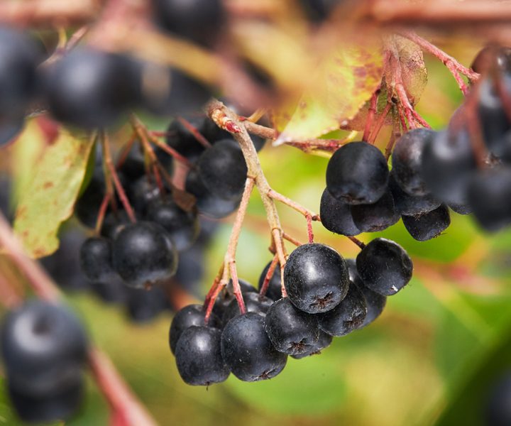 Tych dobroczynnych substancji aronia ma najwięcej spośród wszystkich owoców